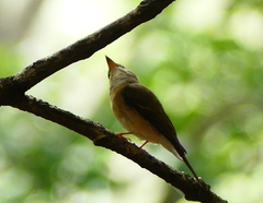 Muscicapa muttui