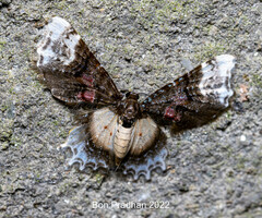 Macrohastina gemmifera