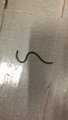 Indotyphlops braminus