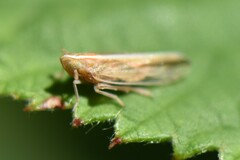 Stenocranus