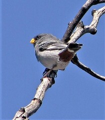 Catamenia analis