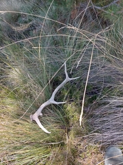 Cervus elaphus elaphus