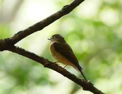 Muscicapa muttui