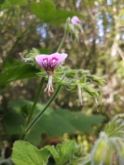 Pelargonium papilionaceum