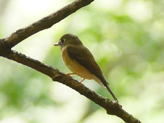 Muscicapa muttui
