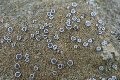 Myriolecis crenulata