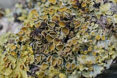 Xanthoriicola physciae