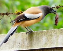 Dendrocitta vagabunda