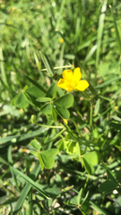 Oxalis dillenii