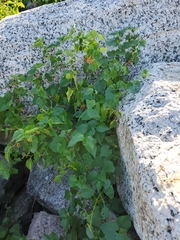 Ampelopsis cordata