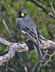 Catamenia analis