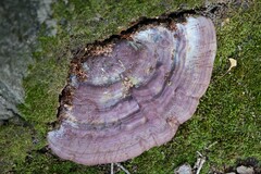 Ganoderma resinaceum