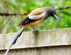 Dendrocitta vagabunda