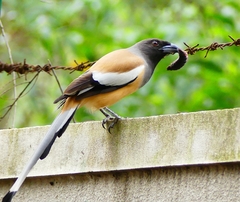 Dendrocitta vagabunda