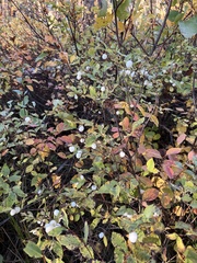Symphoricarpos