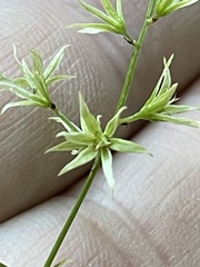 Stenanthium gramineum