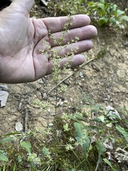 Stenanthium gramineum
