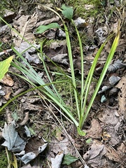 Stenanthium gramineum