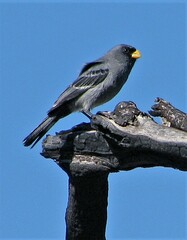 Catamenia analis
