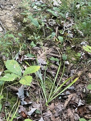 Stenanthium gramineum