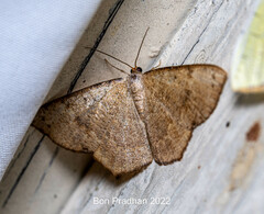 Geometridae