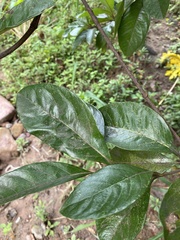 Eriobotrya japonica