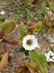 Nolana parviflora