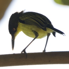 Todirostrum cinereum