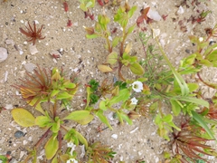 Nolana parviflora