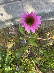 Echinacea