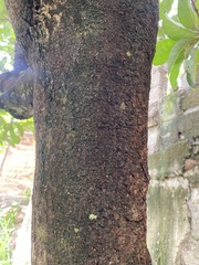 Eriobotrya japonica