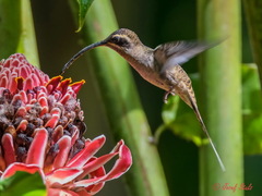 Phaethornis longirostris