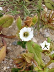 Nolana parviflora