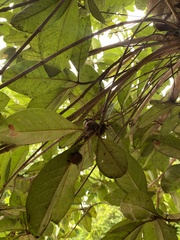 Eriobotrya japonica