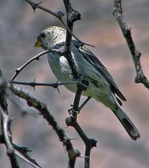 Catamenia analis