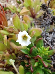 Nolana parviflora