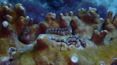 Parablennius salensis