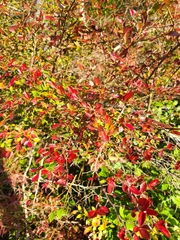 Vaccinium elliottii