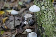 Mycena filopes