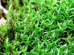 Didymodon