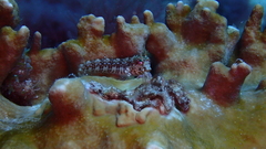 Parablennius salensis