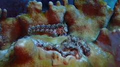 Parablennius salensis