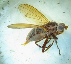 Heleomyzidae