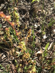 Rumex cordatus