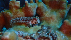 Parablennius salensis