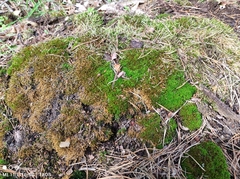 Didymodon