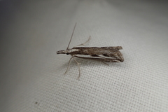 Catoptria staudingeri