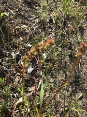 Rumex cordatus