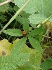 Epilachna tredecimnotata