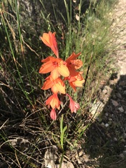 Watsonia stenosiphon
